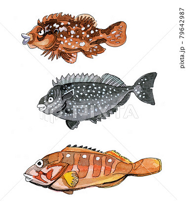 魚3種 カサゴ アイゴ アカハタのイラスト素材 魚3種 カサゴ アイゴ アカハタのイラスト素材