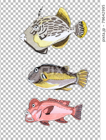 魚3種 カワハギ キタマクラ コブダイのイラスト素材