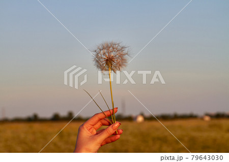 Close-up female hand holding dandelion outdoors in the evening. 79643030