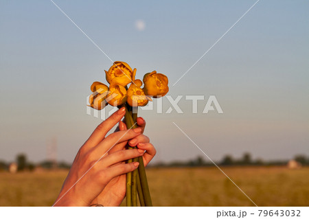 Female hands with bouquet of yellow tulip flowers. 79643032