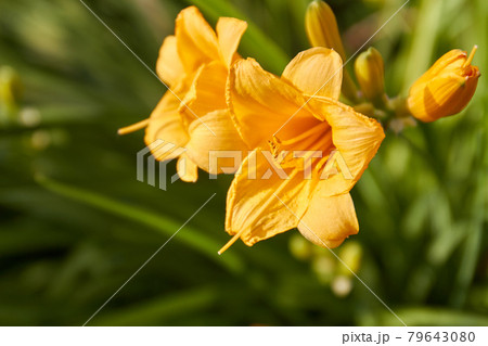 Two yellow amaryllis flowers on green blurred background. Two yellow amaryllis flowers on green blurred background. 79643080