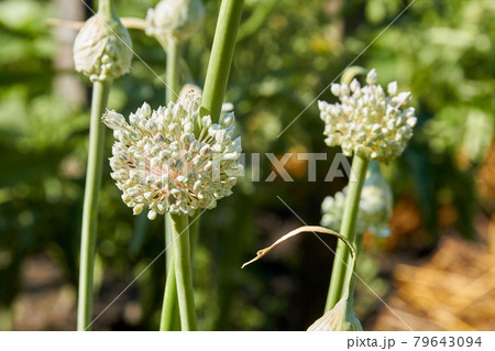 Garlic chives allium tuberosum white flowers close-up. 79643094