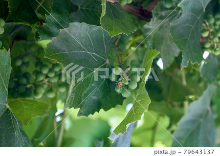 Unripe early summer grapes branches hanging outdoors. Unripe early summer grapes branches hanging outdoors. 79643137