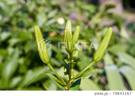 Fresh spring unripe closed green flowers in the garden. Fresh spring unripe closed green flowers in the garden. 79643167