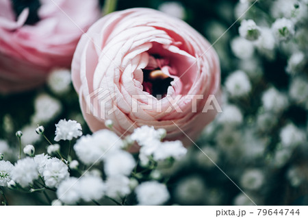 Tender ranunculus flowers Tender ranunculus flowers 79644744