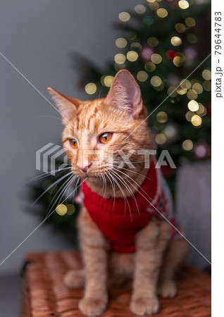 Cute ginger cat in xmas jumper Cute ginger cat in xmas jumper 79644783