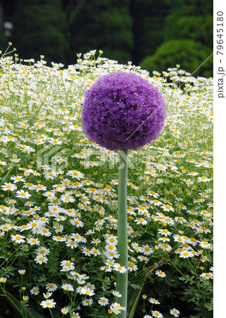 アリウム ギガンチウムと菊の花の写真素材