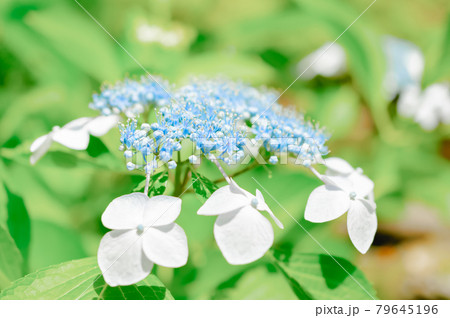ヤマアジサイ 79645196