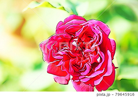 パステル調 真っ赤なバラの花 イラストイメージのイラスト素材