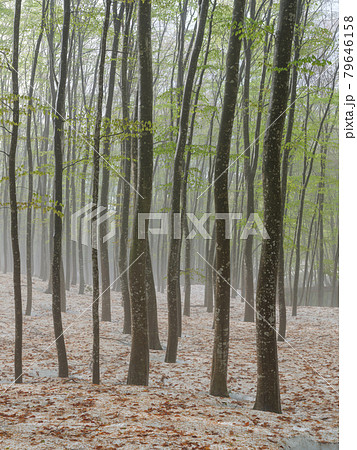 新潟・十日町・美人林の根開け 79646158