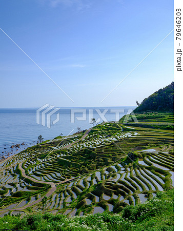 石川・輪島・田植え後の白米千枚田 79646203