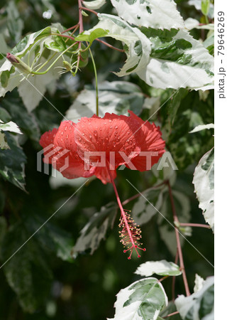 ブッソウゲ 79646269