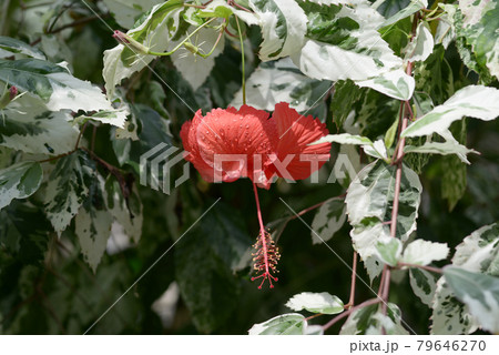 ブッソウゲ 79646270