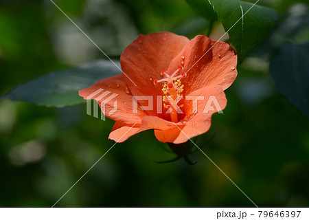 ハイビスカス 79646397