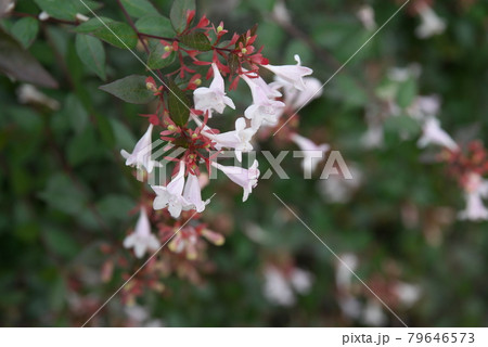 アベリア【緑背景】 アベリア【緑背景】 79646573