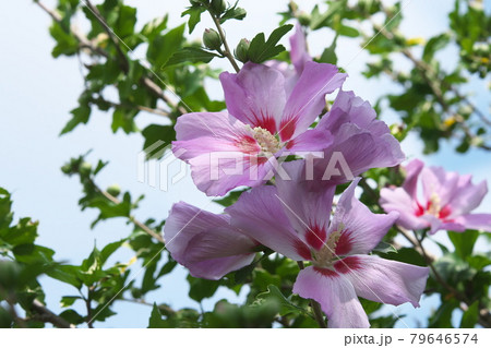 ムクゲ【空背景】 79646574
