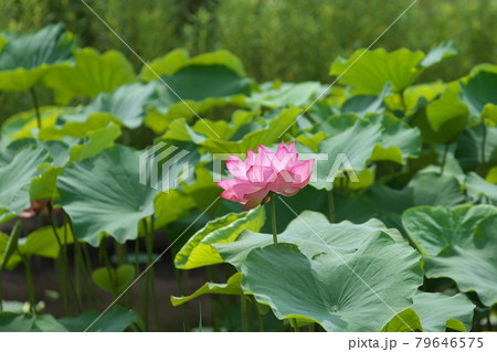 ハス【緑背景】 79646575