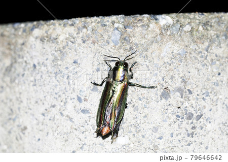 タマムシ 79646642