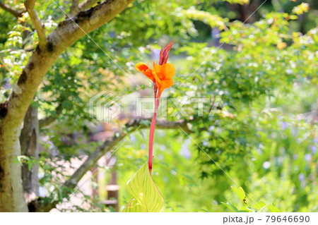 カンナの花 79646690