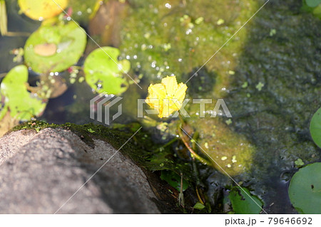 アサザの花 アサザの花 79646692