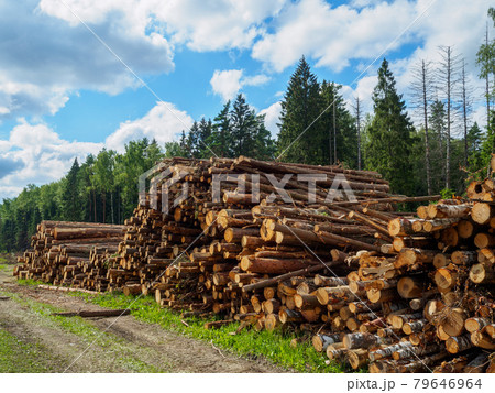 Sawed tree trunks lie in a large pile near the forest in summer Sawed tree trunks lie in a large pile near the forest in summer 79646964
