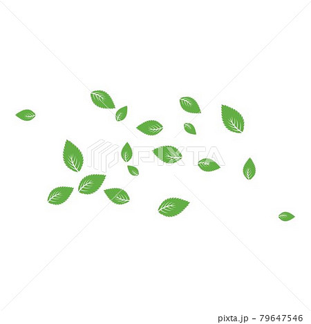 Mint leaf Background 79647546