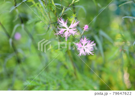 カワラナデシコの花 79647622