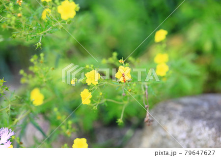 カワラサイコの花　 79647627