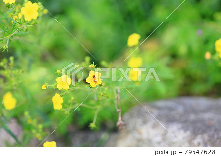 カワラサイコの花 カワラサイコの花 79647628