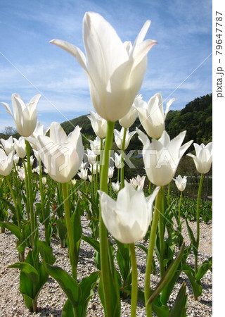 かわいいチューリップ 79647787