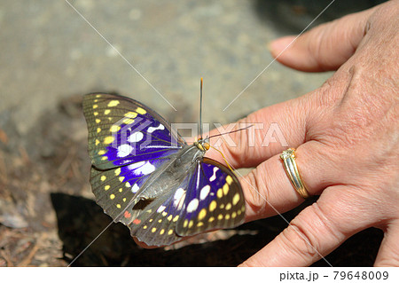 手で遊ぶオオムラサキ 手で遊ぶオオムラサキ 79648009