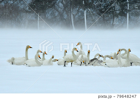 猪苗代の白鳥 猪苗代の白鳥 79648247