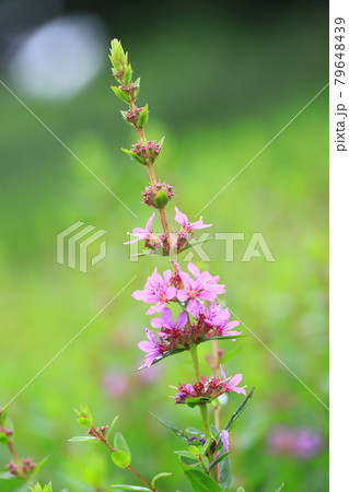 満開のミソハギの花　 79648439