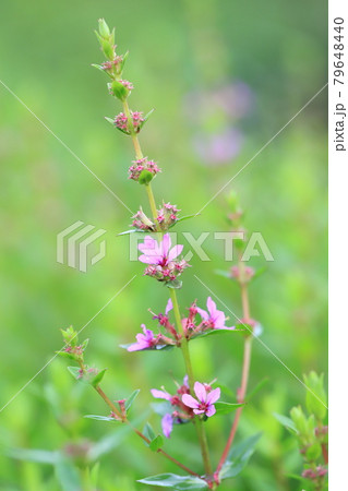 満開のミソハギの花　 79648440