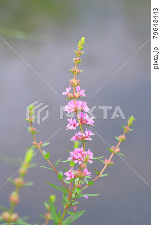 満開のミソハギの花 満開のミソハギの花 79648443