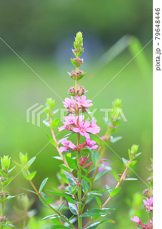 満開のミソハギの花　 79648446