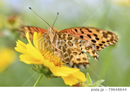 キタテハ キタテハ 79648644