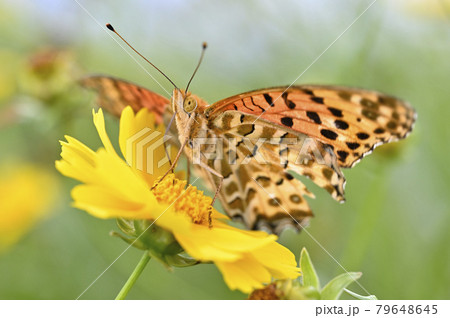 キタテハ キタテハ 79648645