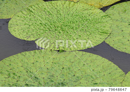 大きな鬼蓮（オニバス）の葉 79648647