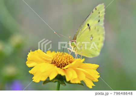 モンキチョウ 79648648