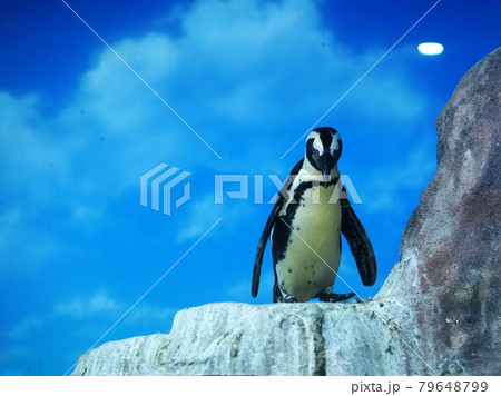 人気のケープペンギン 79648799