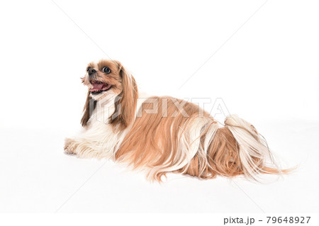 シーズーのシンプルなポートレート 79648927