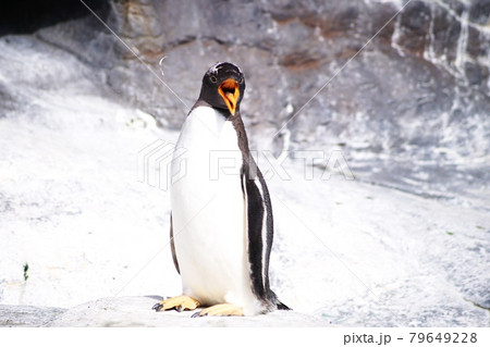 ペンギンのお散歩 79649228