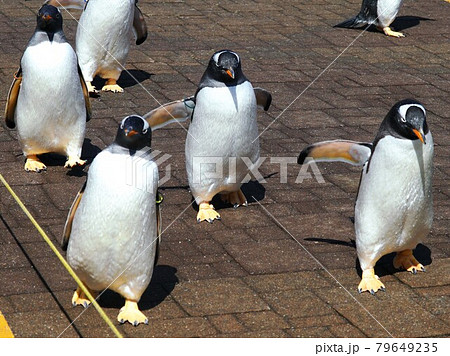 ペンギンのお散歩 79649235