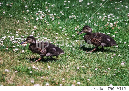 可愛いマガモの親子  79649516