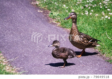 可愛いマガモの親子  79649518
