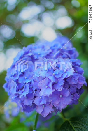 紫陽花 79649608