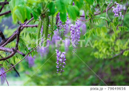 ヤマフジ 79649656