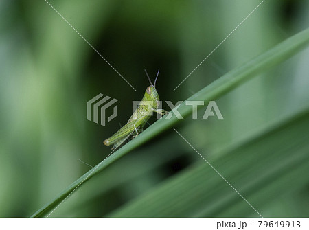 雲が日をさえぎったときにススキの葉の縁にとまっているハネナガイナゴまたはコバネイナゴの若齢幼虫2 79649913