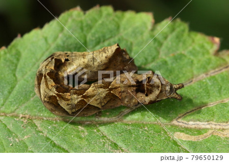 生き物　昆虫　モントガリバ、幼虫です。角の生えた頭に見えるのはお尻、大事な頭を守るために滴を騙す？ 79650129